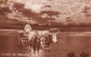 Romania,carte postala circulata 1912: Port National,car cu boi