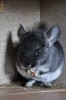 chinchilla black velvet mascul luni