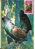 Ilustrata maxima Fauna - Pasari - Cocos de munte