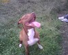 ofer pitbull spre monta
