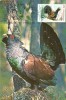 Ilustrata maxima fauna (pasari) cocos de munte