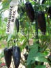 Seminte ardei iute - CZECHOSLOVAKIAN BLACK - 30+ seminte/pachet
