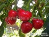Seminte ardei iute - CHERRY HOT PEPPER - 30+ seminte/pachet