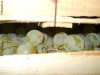 Vand struguri de masa en gros 1E\Kg