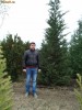 Leylandii,Thuia,Tuia Super Pret