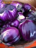 Seminte vinete Violeta de Firenze 