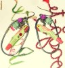 Cercei Accessorize papagali superbi