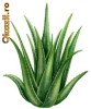 Bautura de Aloe Vera Bio