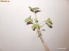 PLANTA GINKGO BILOBA LA GHIVECI  25- 30 CM INALTIME