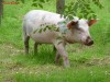 Vand porci Bio