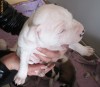 amstaff