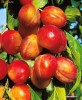 PRUNE ROSII - STOC TERMINAT !!! - COMENZI de la 1-Septembrie-2012