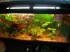 Pachet plante complet pentru acvariu 60x30 (plante de fata,de mijloc,de spate)14 specii