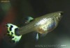 Pesti Guppy