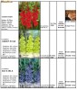 BULBI DE GLADIOLE