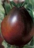 Seminte Rosii Trufe negre ( seminte rare )