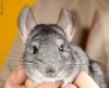 CHINCHILLA ANIMAL DE COMPANIE, CULOARE GRI