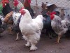 Cocos Cochinchina alb deosebit