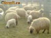 10 oi  turcane cu miei