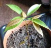 arbore exotic