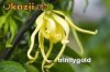 Ulei esential ylang-ylang BIO, 100% pur si natural