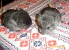 CHINCHILA PUI PLUS CUSCA DE LA 2 LUNI, sinsila,  Chinchilla, cincilla, cincila