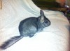 Chinchille pereche!