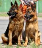 Vand pui ciobanesc german cu pedigree - video Vand pui ciobanesc german cu pedigree - video