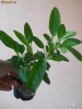SOLANUM MURICATUM (PEPINO GOLD)