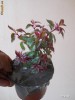 FUCSIA TOM WEST,VARIEGATA