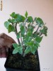 PHYSALIS ALKEKENGI ( LAMPION CHINEZESC, PAPALAU...)