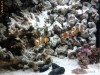 SCHIMB 2 CLOWNFISH CU PLANTE ACVARIU