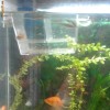 Pesti acvariu guppy xifo molly