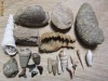 Diverse fosile din Cretacic Eocen Miocen Pleistocen
