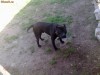 Pitbull pentru monta