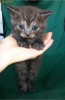 Motanel British Shorthair Tabby Silver