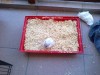 Hamster si cusca pentru hamster