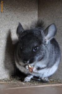 Chinchilla Black Velvet mascul 7 luni