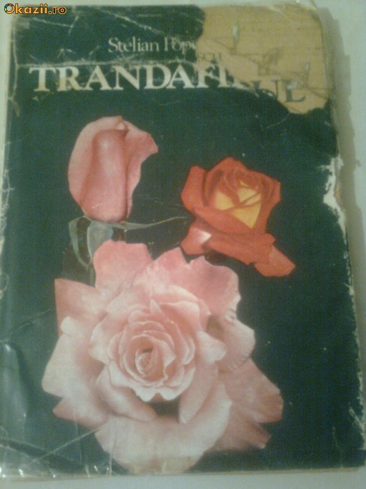 TRANDAFIRUL  ~ STELIAN POPESCU foto mare