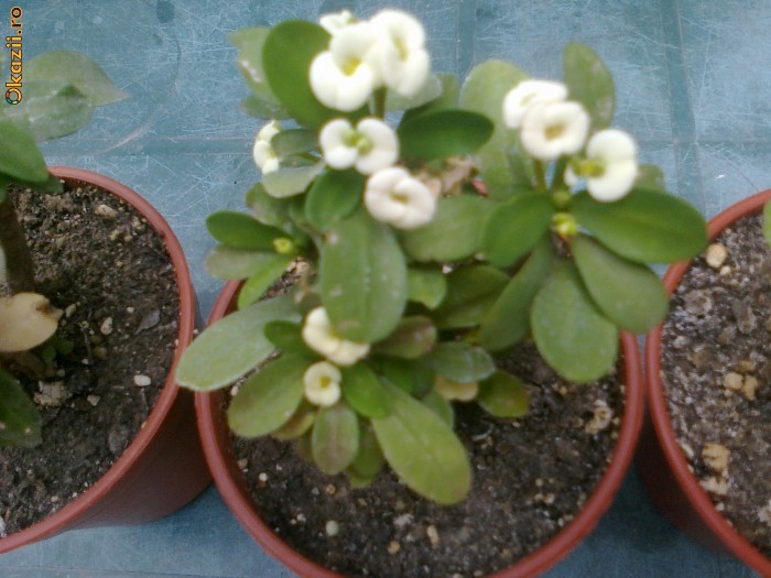 Euphorbia mili foto mare