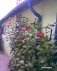 Trandafir Japonez,  cupa, 2m inaltime(Hybiscus)