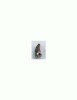 INSIGNA 39  BO WLING PHENIX CHIBEL -marc La boite a Pin`s
