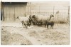 CFL 1925 ROMANIA ilustrata Cluj, zootehnie, oi la Facultate de Agronomie